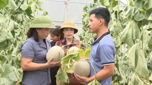 Đồng chí Phạm Thị Tuyên – Phó Chủ tịch UBND huyện thăm mô hình dưa lưới tại xã Quài tở