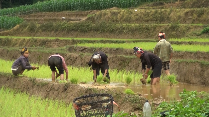Xã Pú Nhung bước vào vụ lúa mới