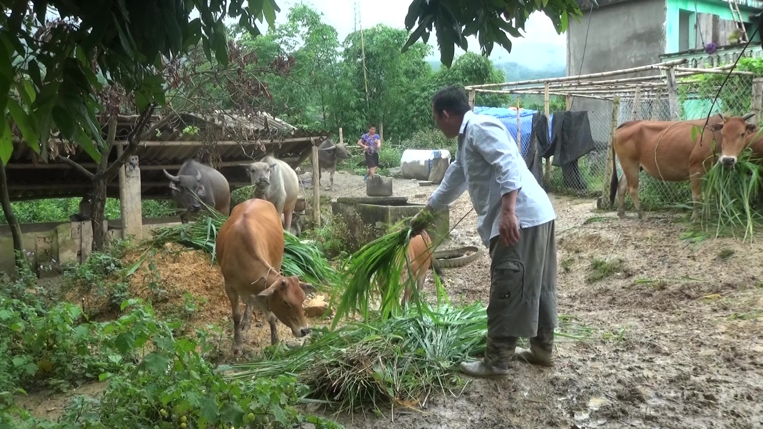 Hình ảnh: Ông Lò Văn Ngoai ở bản ở bản Nong Giáng, xã Quài Nưa, huyện Tuần Giáo đang chăm sóc đàn trâu, bò.