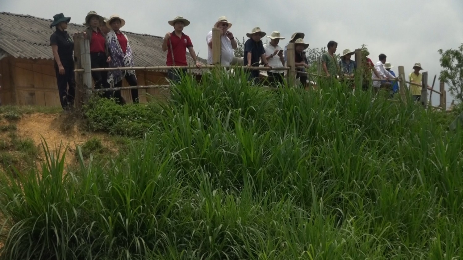 Mô hình trồng cỏ ghi nê và Sơn tra của nông hộ mùa A Dơ ở bảnLồng