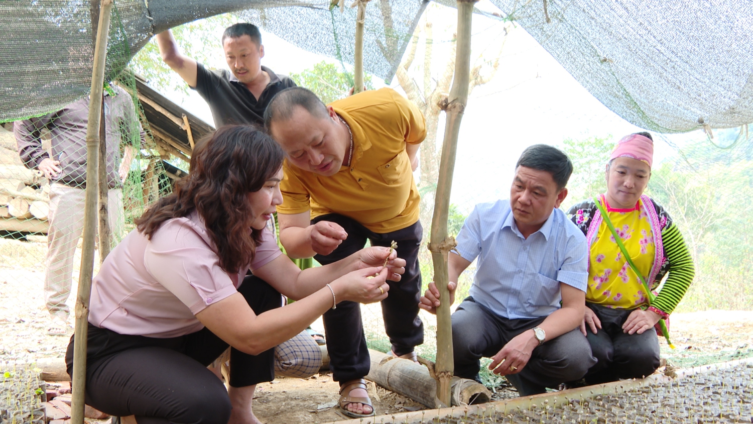 Đồng chí Phạm Thị Tuyên, Phó Chủ tịch UBND huyện kiểm tra cà phê đã cho vào bầu của gia đình anh Thào A Mua bản Huổi Cáy