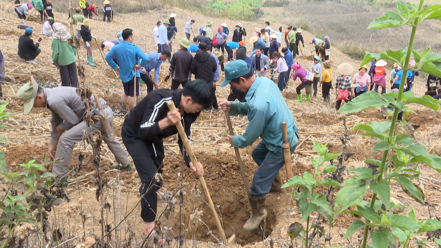 NGƯỜI DÂN THAM GIA ĐÀO HỐ MẮC CA, CÀ PHÊ TẠI LỄ RA QUÂN TRIỂN KHAI MÔ HÌNH ĐỔI CÔNG