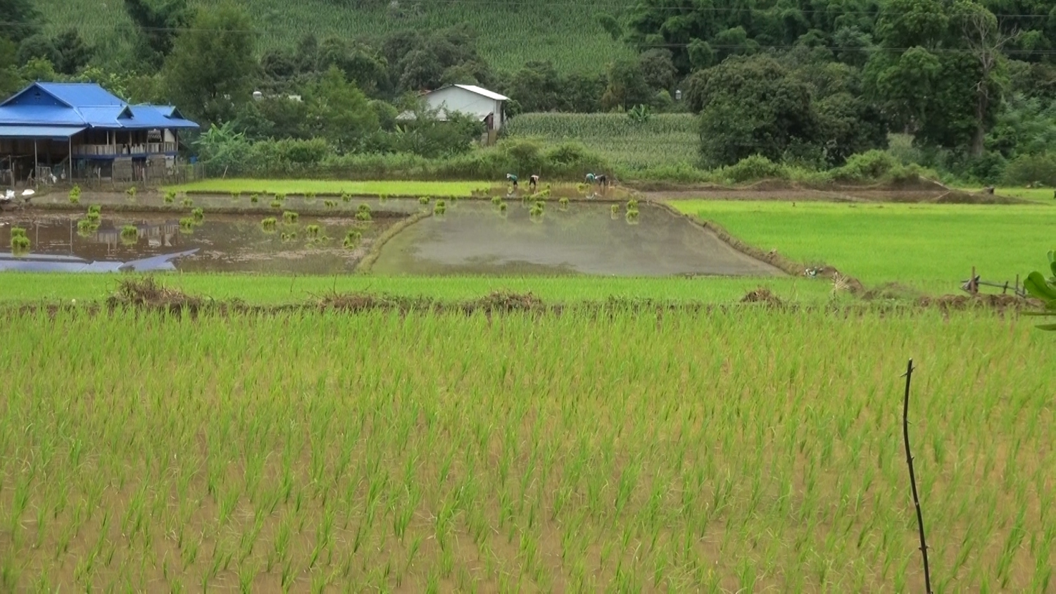 ảnh lúa